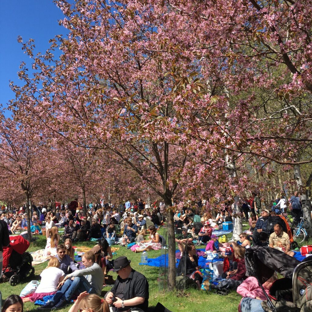 Helsinki Hanami Festivaali